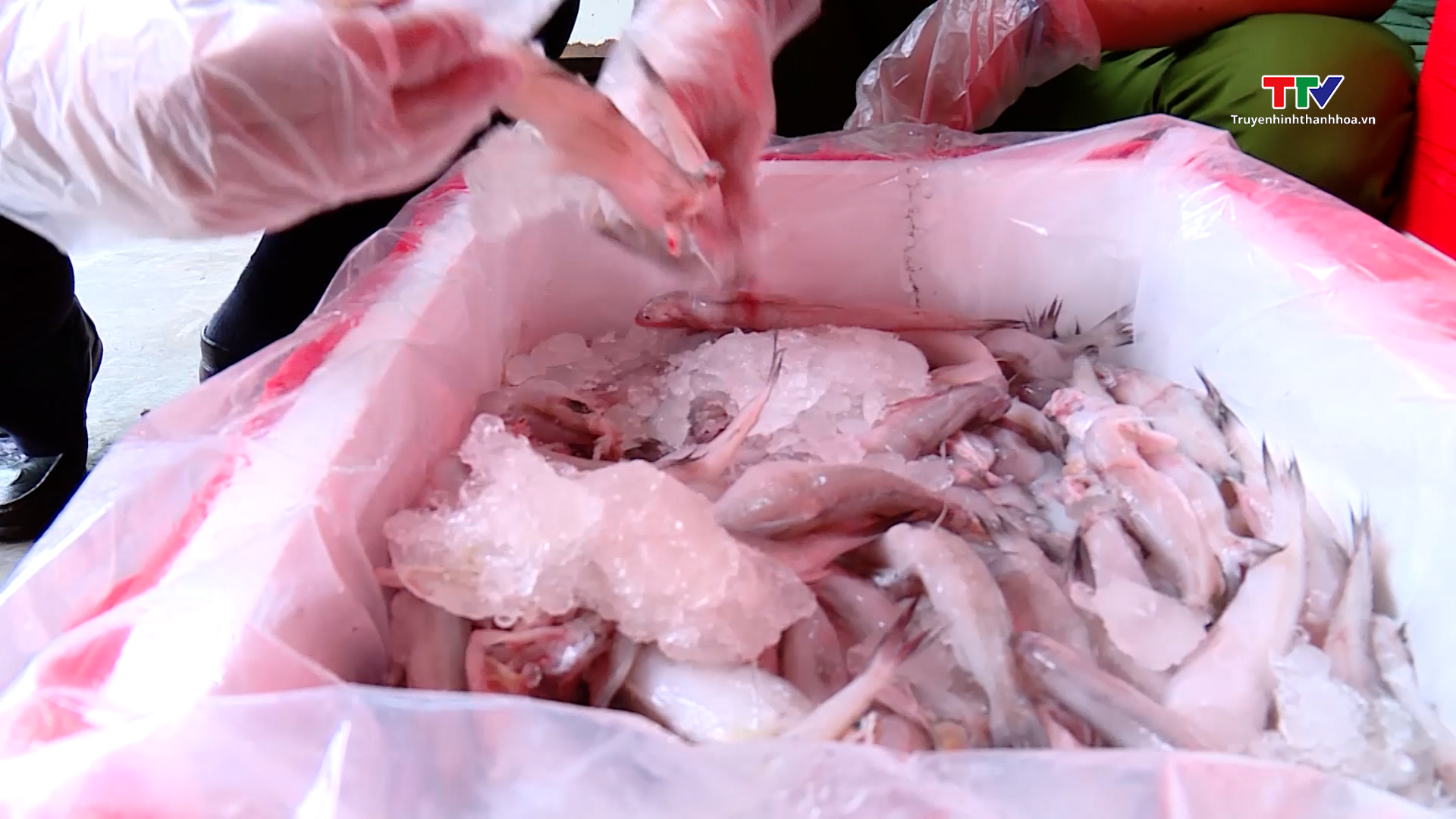 Đội Quản lý thị trường số 10, Cục Quản lý thị trường Thanh Hóa tiêu hủy trên 4.500 kg cá khoai nhiễm Formaldehyte- Ảnh 1.