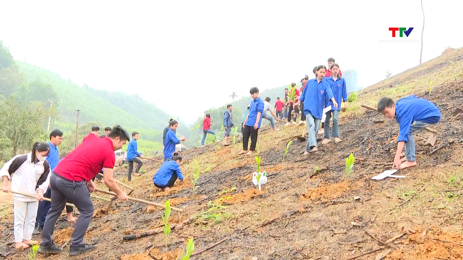 Tặng 15.000 cây keo xanh cho xã Bình Sơn, huyện Triệu Sơn- Ảnh 1.