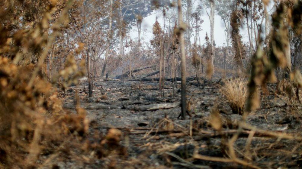 Nạn phá rừng ở Amazon của Brazil tiếp tục giảm - Ảnh 1.