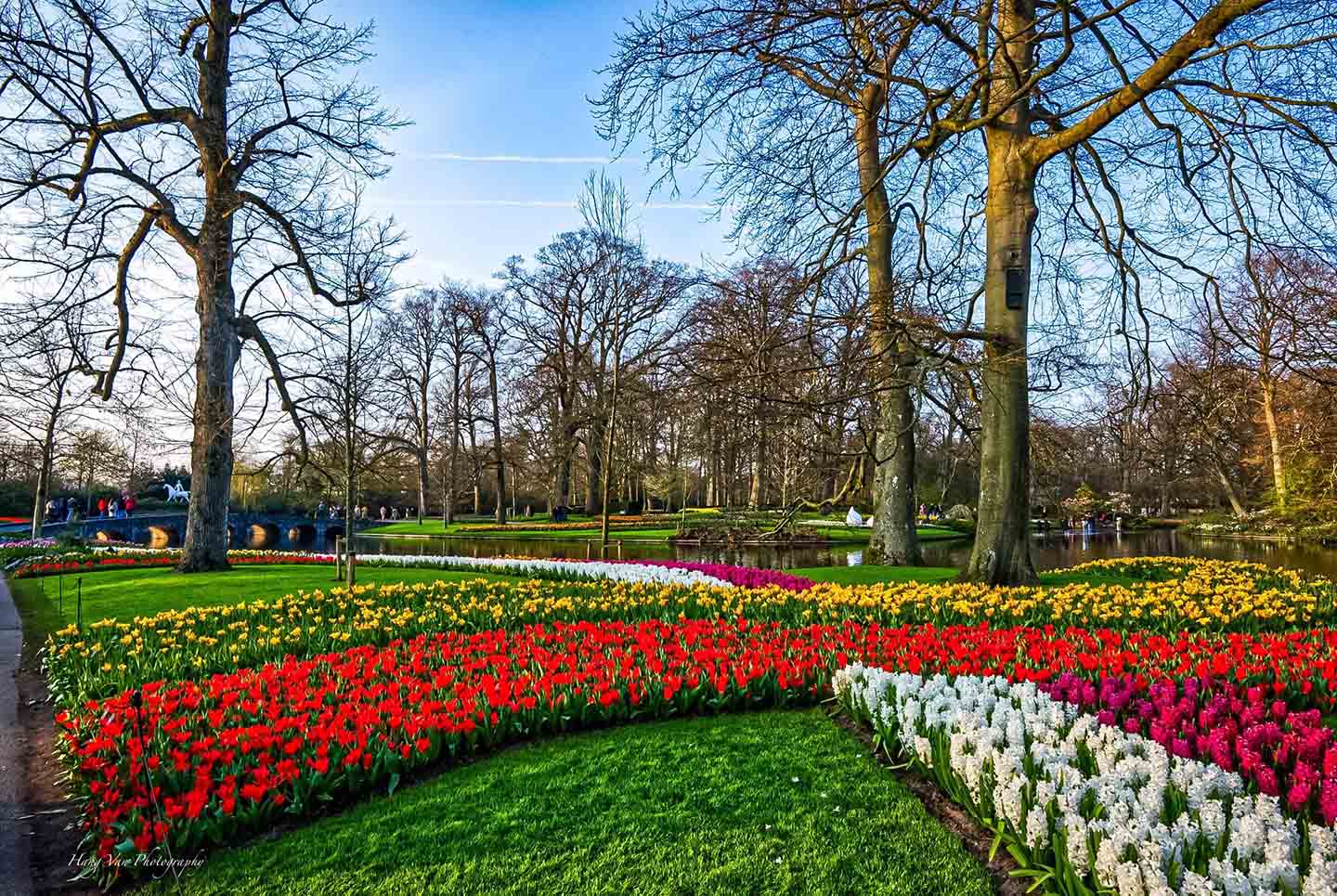 Vườn hoa Tulip lớn nhất thế giới mở cửa đón khách tham quan- Ảnh 1.