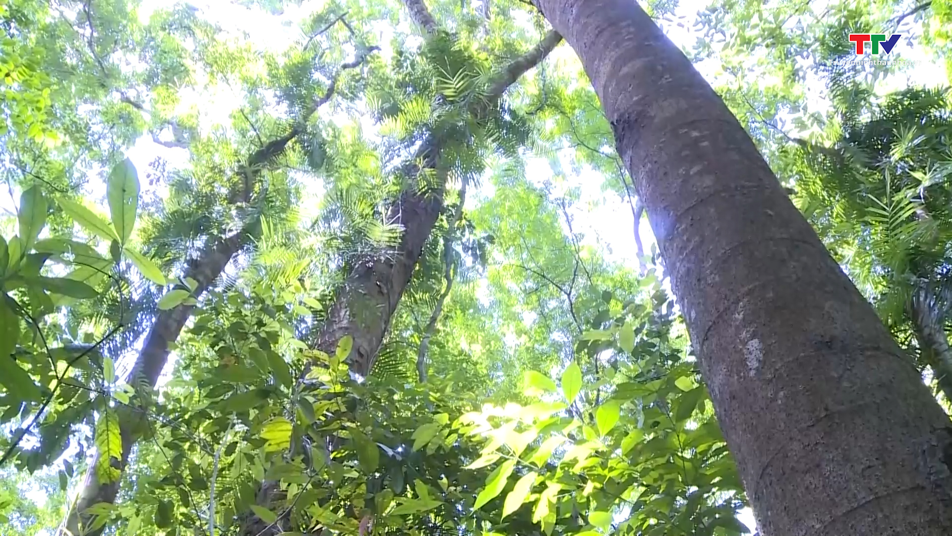 Phấn đấu đáp ứng 80% nhu cầu gỗ nguyên liệu trong nước vào năm 2030- Ảnh 1. Phấn đấu đáp ứng 80% nhu cầu gỗ nguyên liệu trong nước vào năm 2030- Ảnh 1.