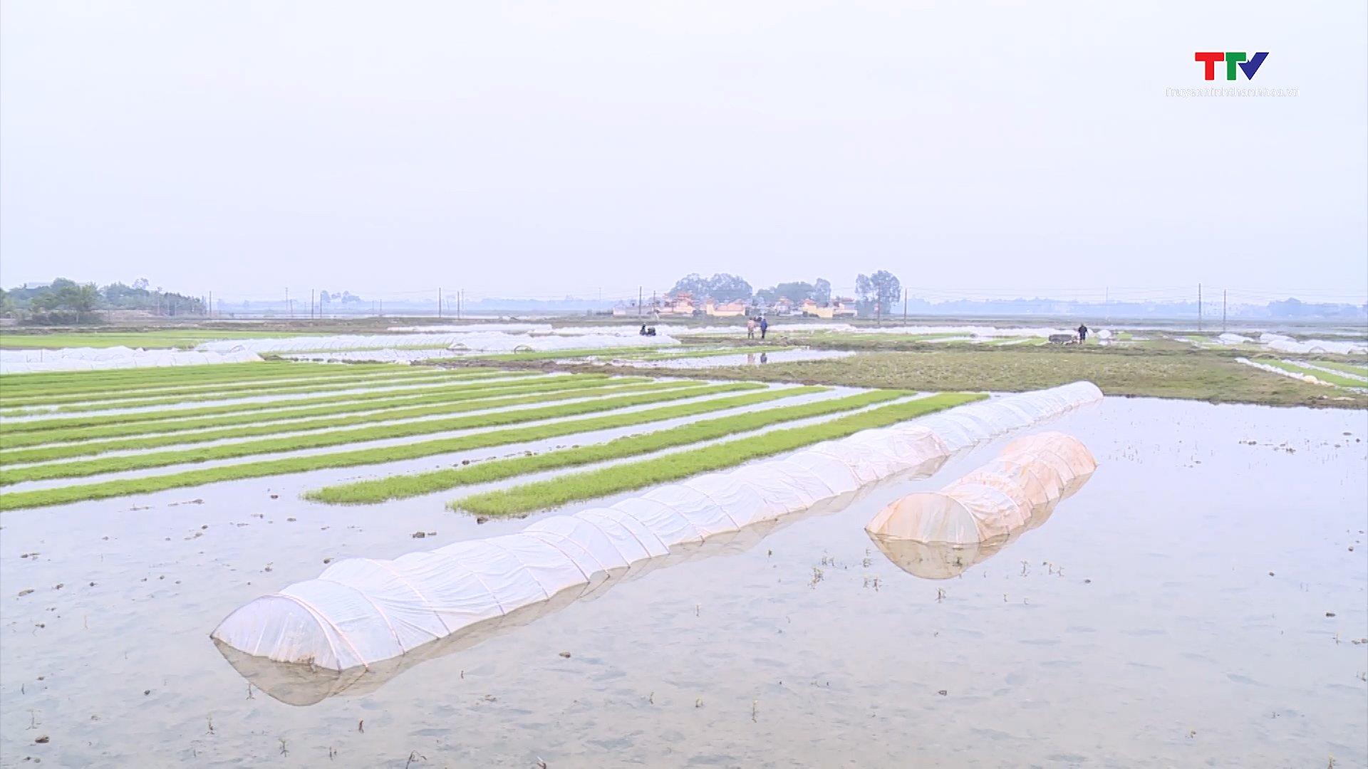 Các đơn vị thủy nông, thủy lợi chủ động đảm bảo nguồn nước tưới phục vụ sản xuất nông nghiệp trên địa bàn thành phố Thanh Hóa- Ảnh 1.
