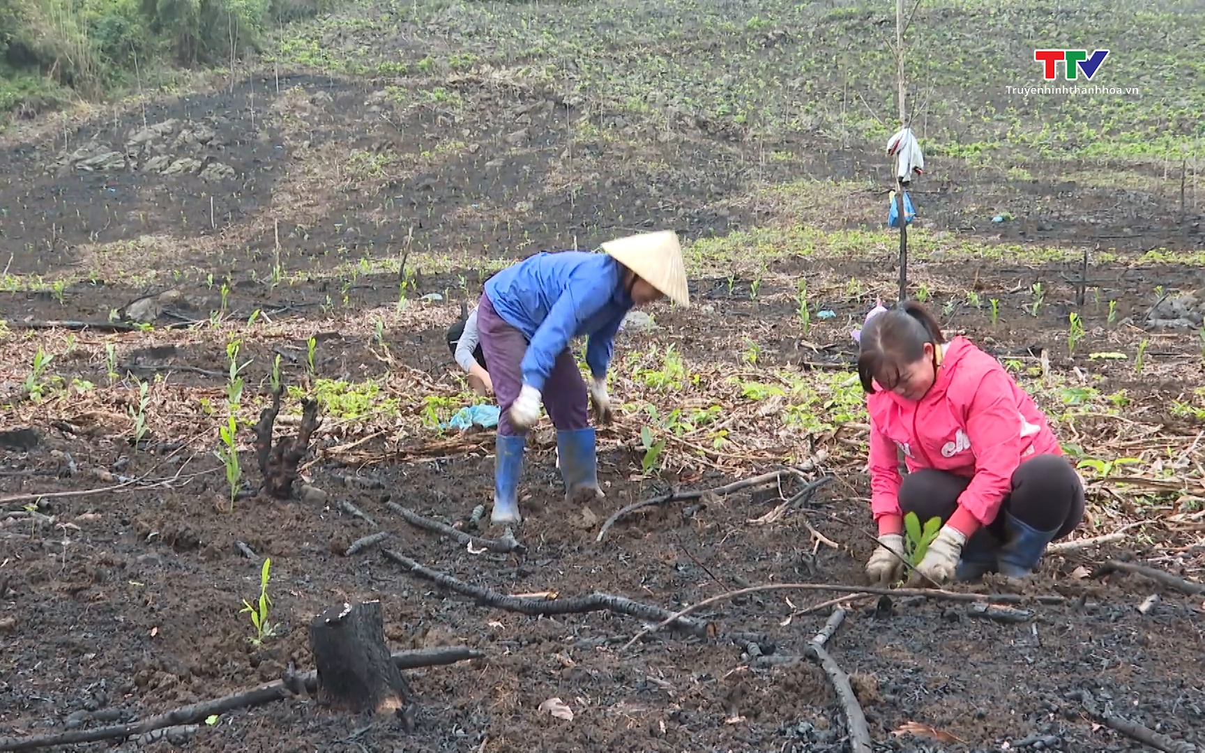 Thanh Hóa có gần 103.000 ha rừng trồng keo