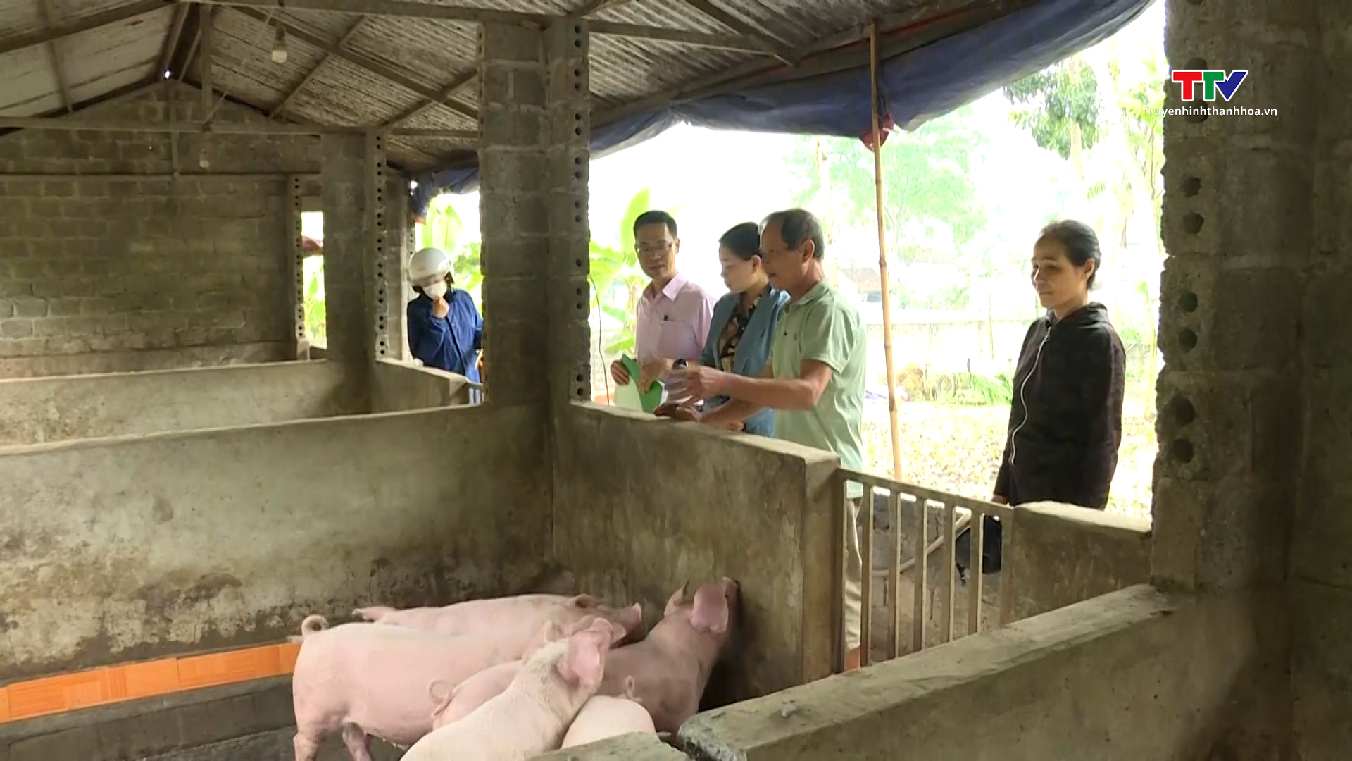 Nhiều hộ nông dân khu vực miền núi Thanh Hoá phát triển sản xuất từ nguồn vốn vay ngân hàng- Ảnh 1.