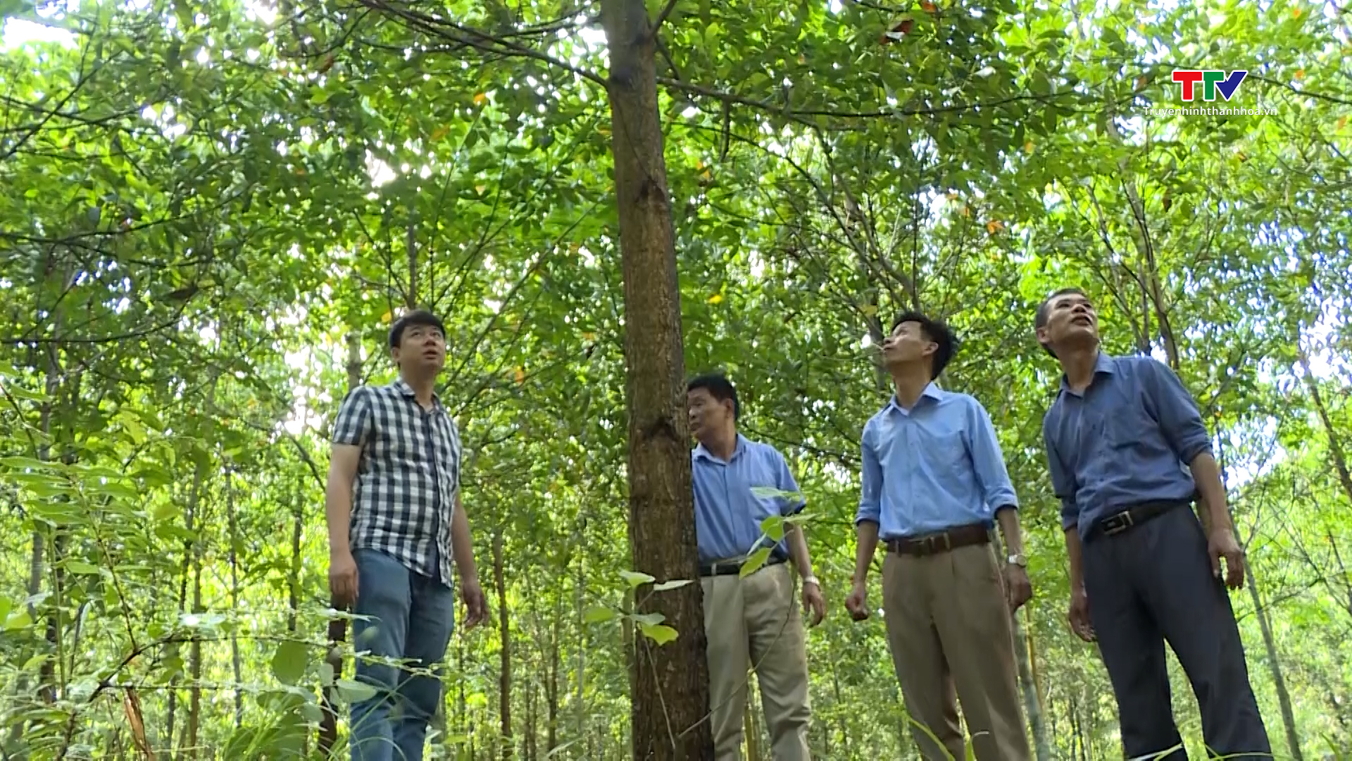 Năm 2024, Thanh Hoá phấn đấu nâng tỷ lệ che phủ rừng lên 53,65%- Ảnh 2.