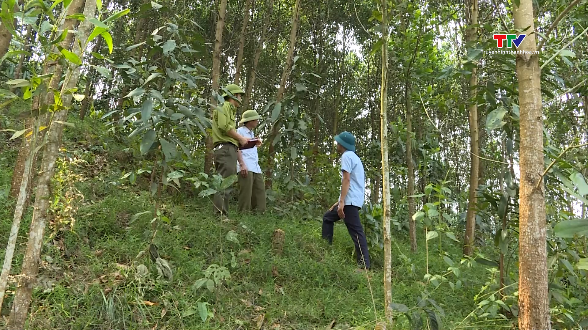 Hiệu quả chi trả dịch vụ môi trường rừng ở Thanh Hoá- Ảnh 1.