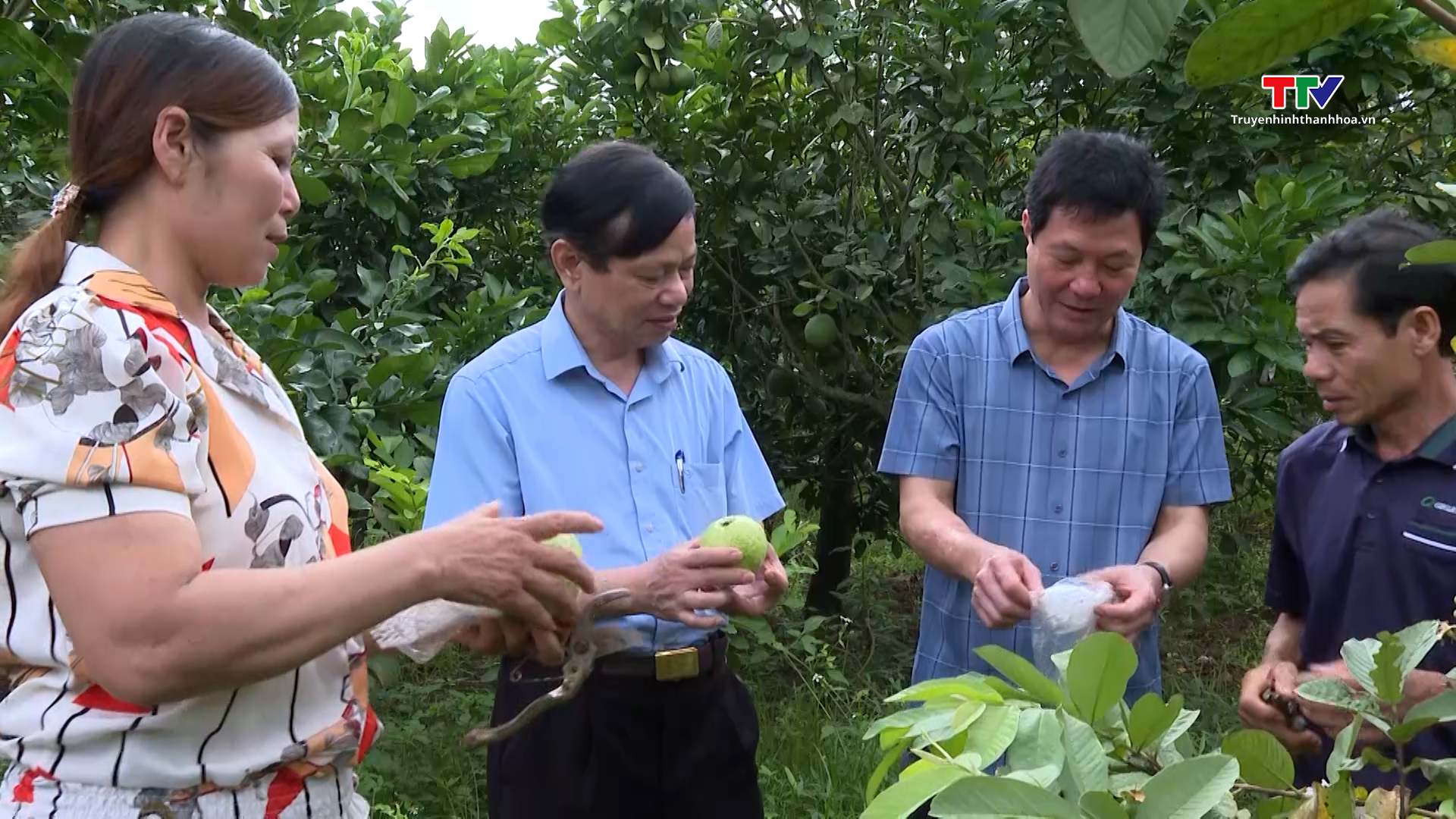 Hiệu quả từ phong trào nông dân sản xuất kinh doanh giỏi ở Vĩnh Lộc- Ảnh 1.
