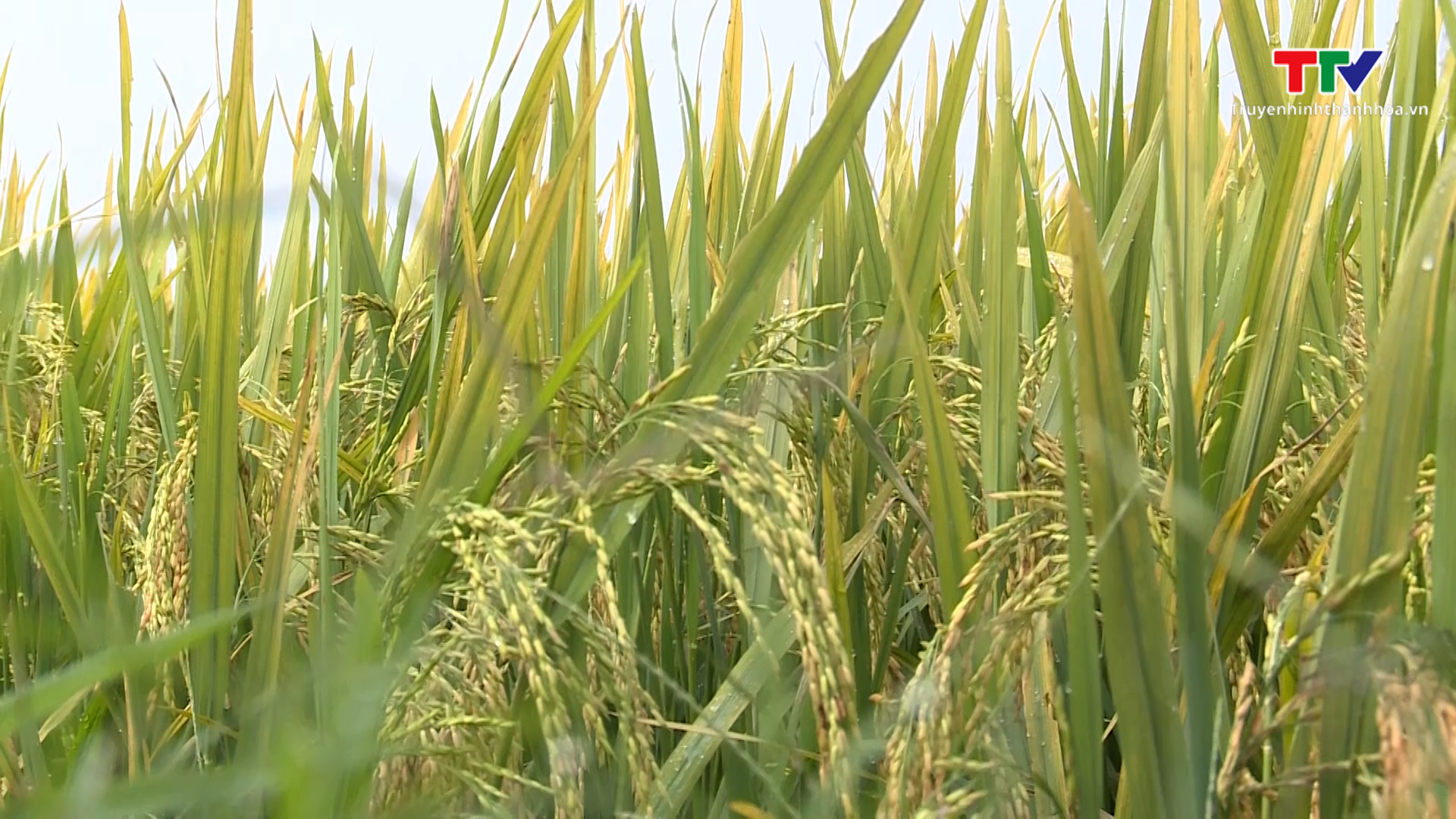 Hội thảo sử dụng phân bón hữu cơ sinh học Eco Nutrients trên cây lúa- Ảnh 2.