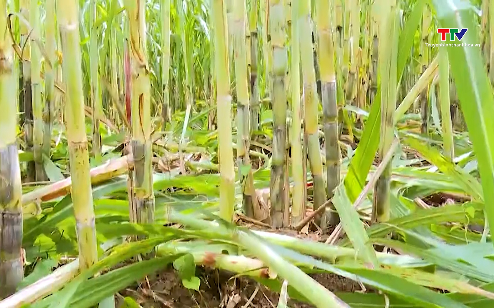 Tín hiệu tích cực từ ngành mía đường Việt Nam