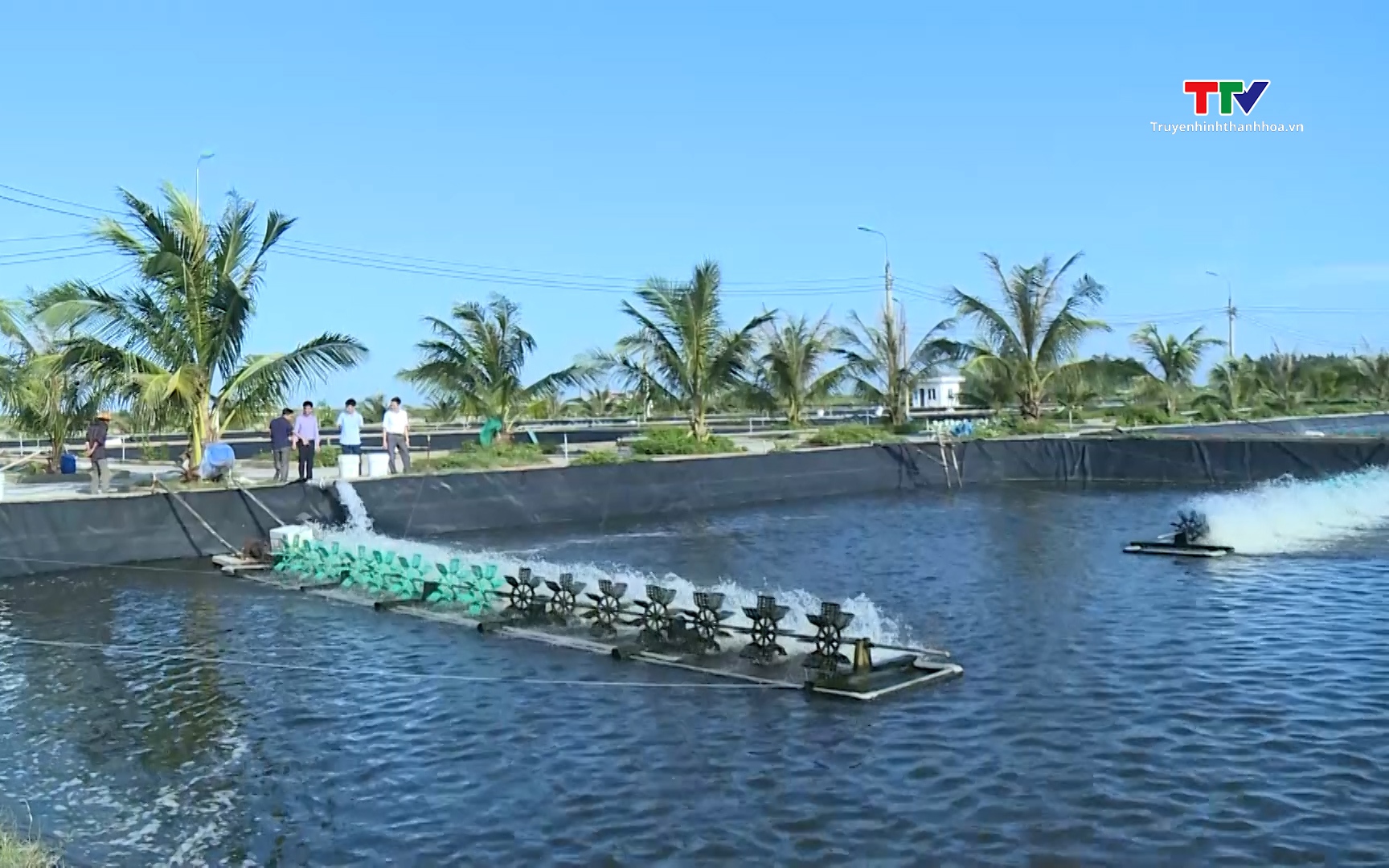 Thanh Hóa di ương hơn 895 triệu con tôm giống phục vụ nuôi thả vụ xuân hè 