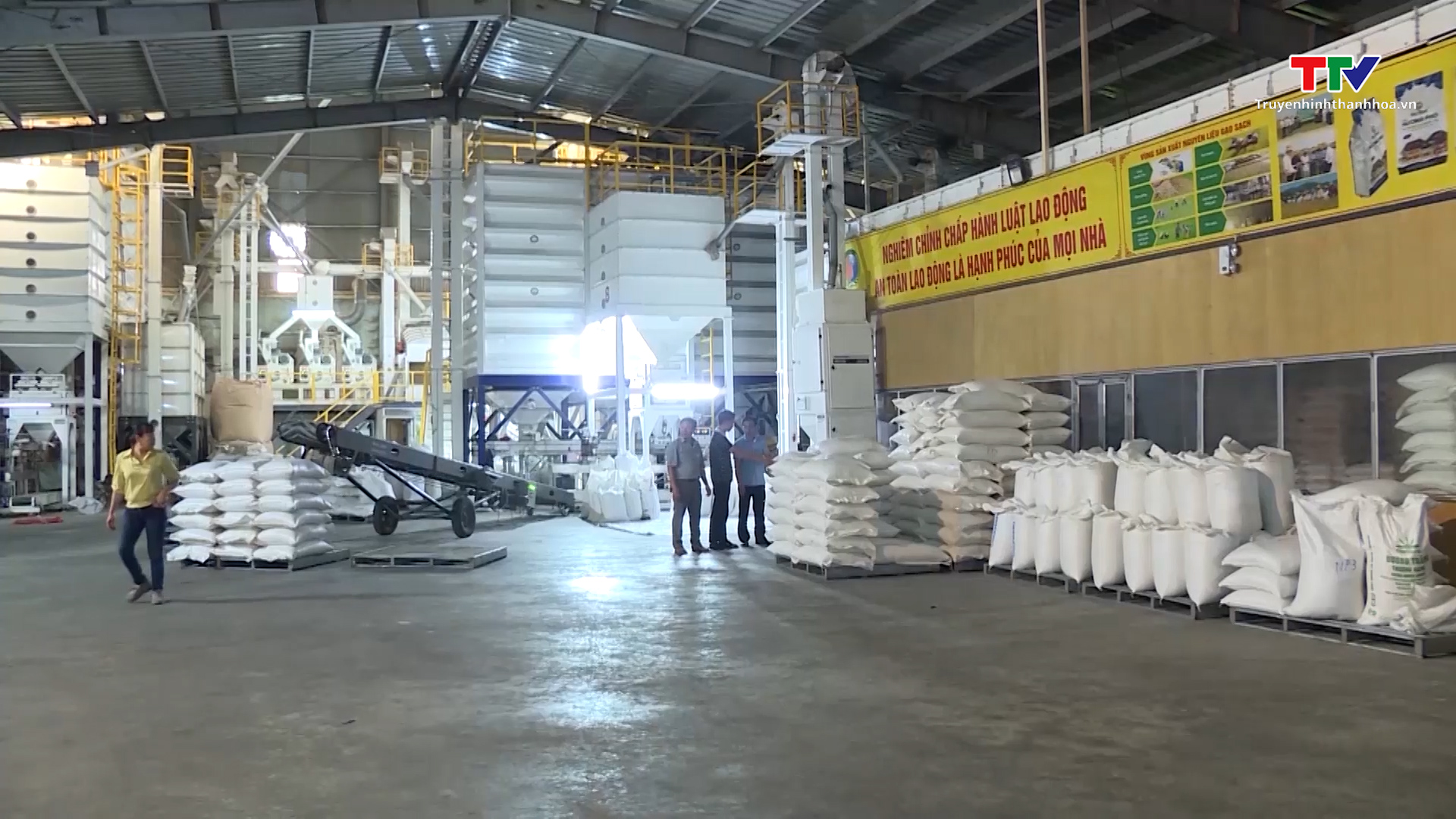 Các doanh nghiệp đẩy mạnh thu mua và chế biến lúa gạo- Ảnh 1.