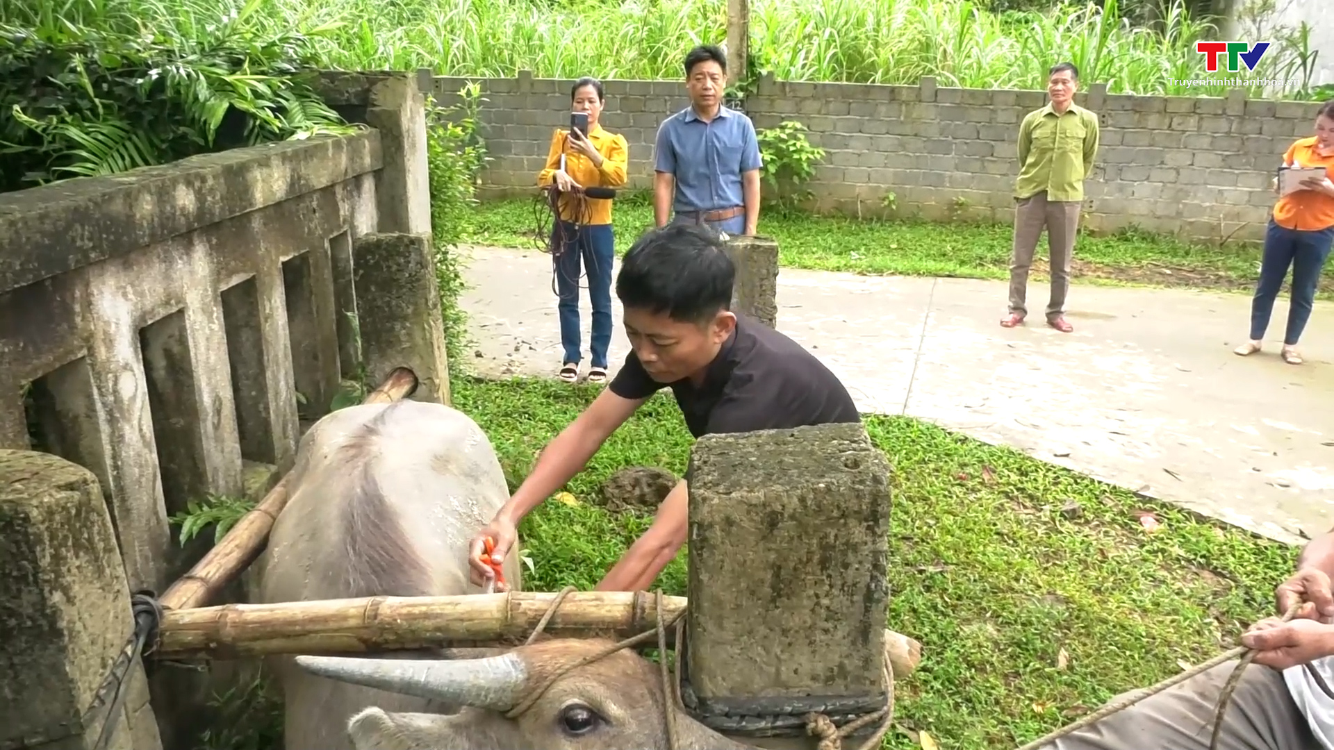 Huyện Thường Xuân đẩy nhanh tiến độ tiêm phòng vắc xin trên đàn vật nuôi- Ảnh 1.