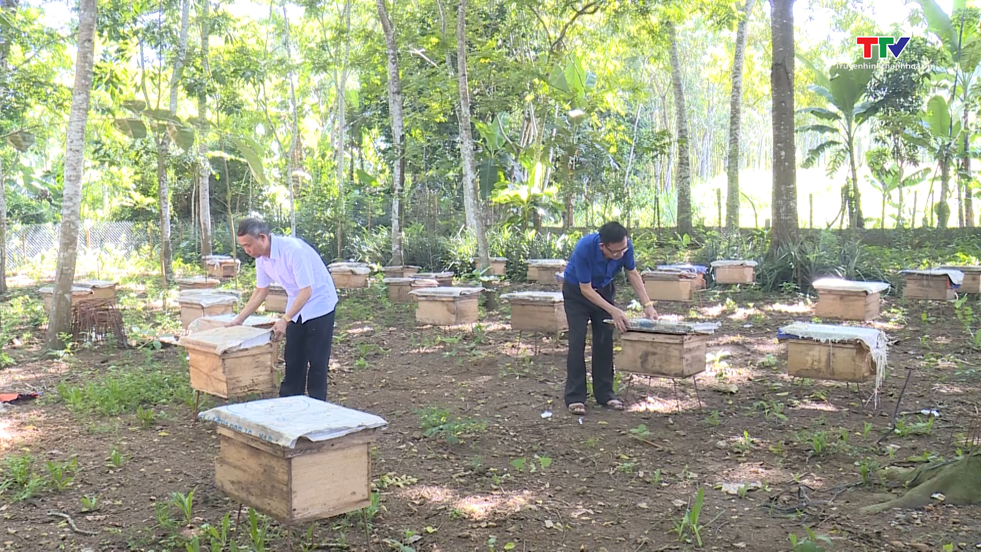 Cẩm Thủy: Gần 400 hộ phát triển nghề nuôi ong lấy mật- Ảnh 1.