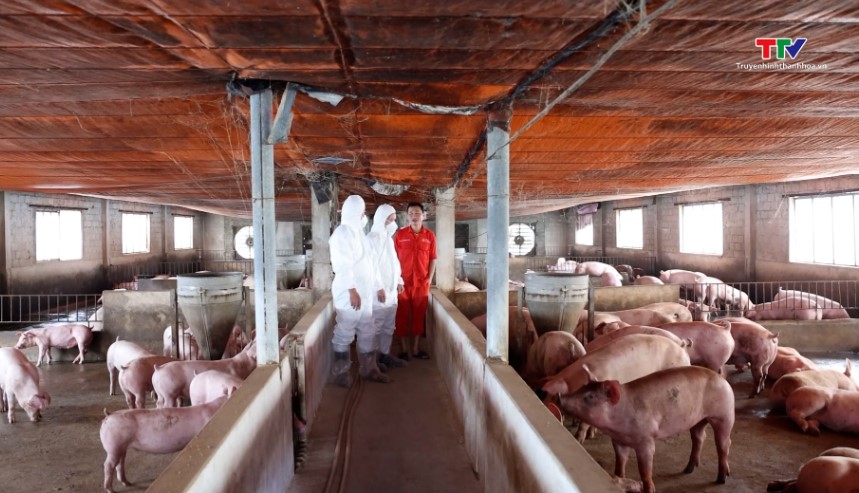 Thanh Hóa: Tăng cường thực hiện các biện pháp phòng, chống bệnh dịch tả lợn châu Phi trên địa bàn tỉnh- Ảnh 1.