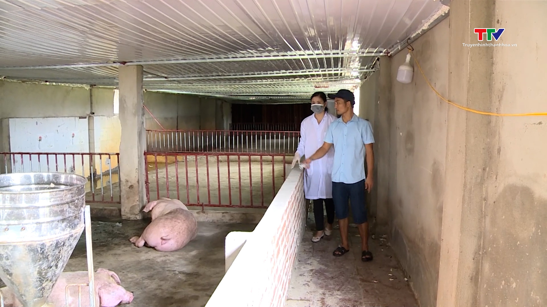 Chủ động phòng chống bệnh dịch tả lợn châu Phi- Ảnh 4.