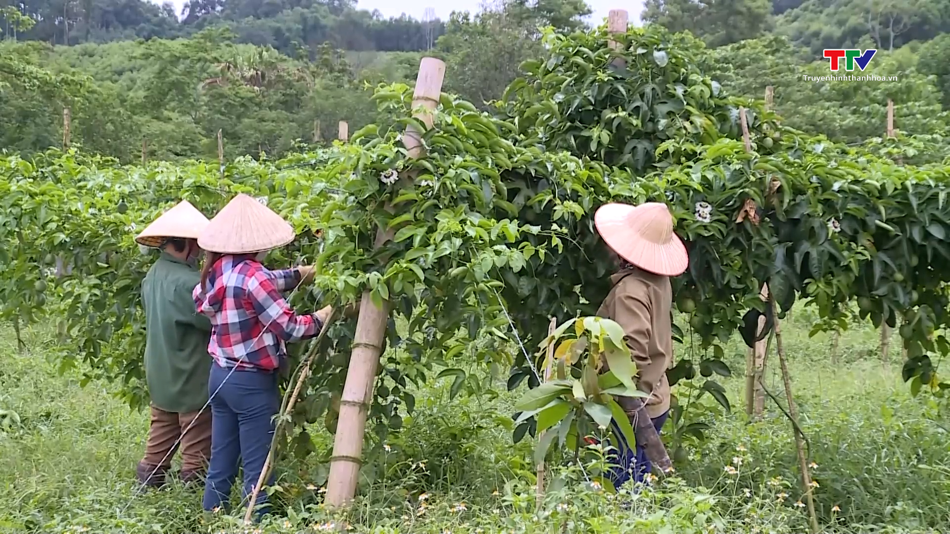 6 tháng, tốc độ tăng trưởng ngành nông nghiệp Thanh Hoá đạt 3,4%- Ảnh 1.