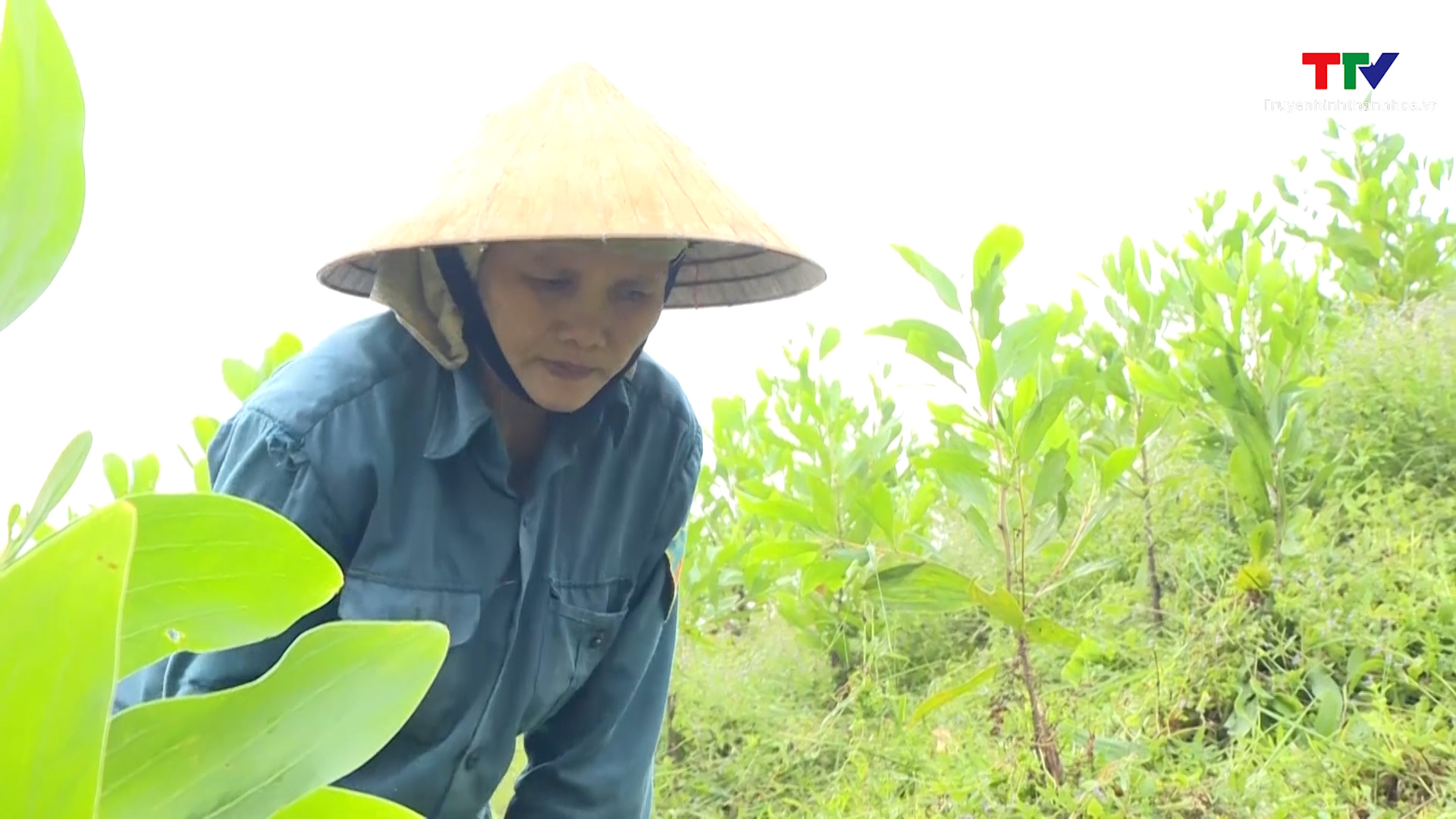 Việt Nam sẽ trồng 238.000 hecta rừng/năm để chống biến đổi khí hậu- Ảnh 2.