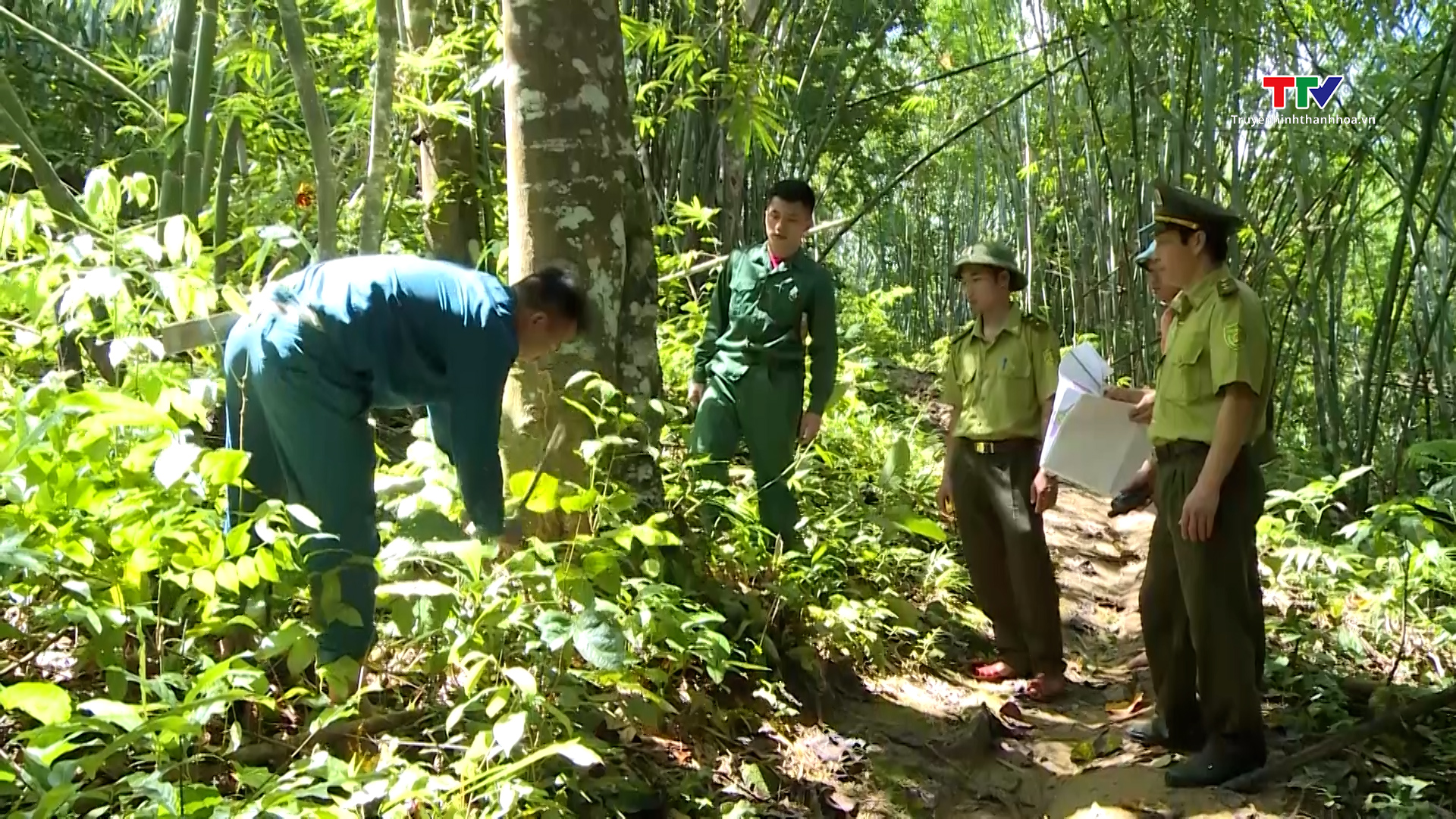 Dịch vụ môi trường rừng góp phần bảo vệ môi trường sinh thái- Ảnh 1.