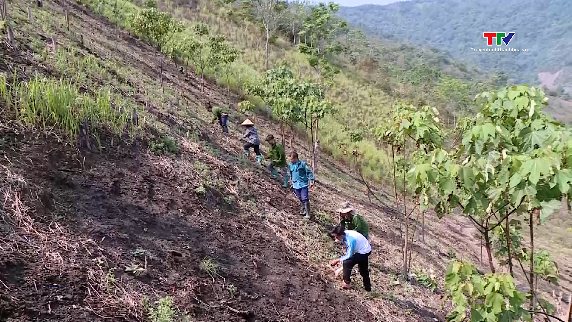 Mường Lát huy động nguồn lực xã hội hoá giúp người dân phát triển kinh tế từ nghề trồng rừng- Ảnh 2.