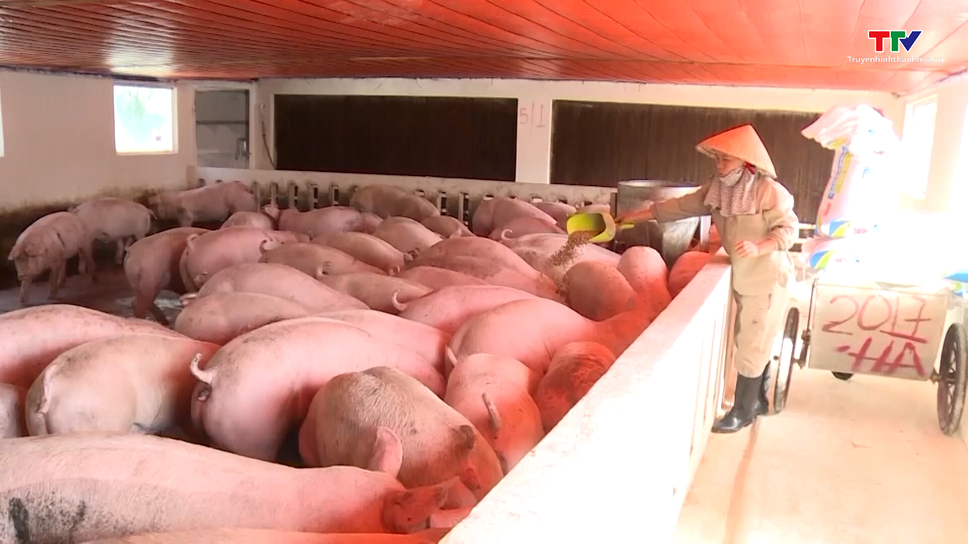 Giá lợn hơi trong nước tăng kéo nhập khẩu thịt lợn tăng trở lại- Ảnh 1.