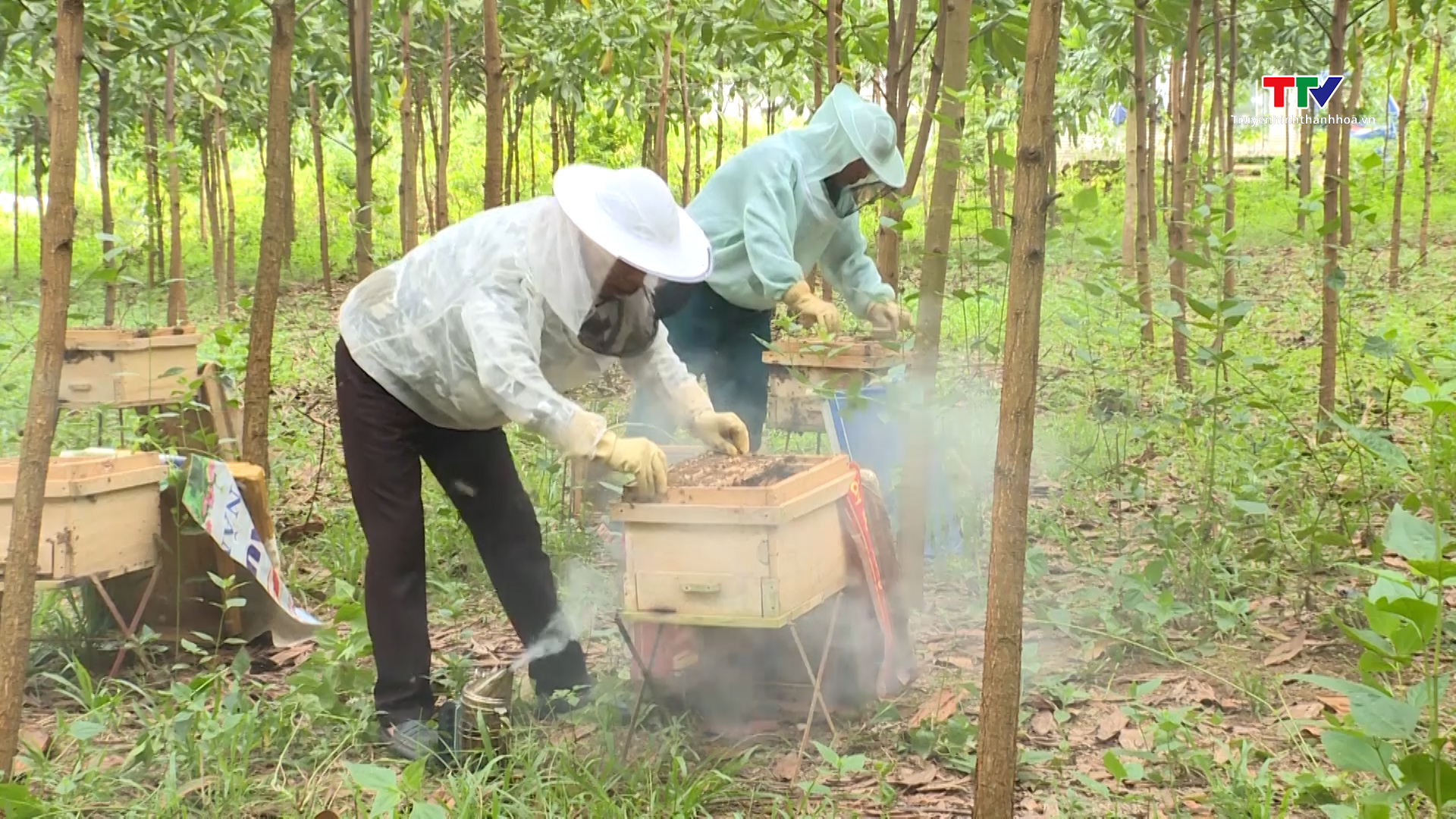 Hợp tác xã ong mật Thành Kim sản xuất theo tiêu chuẩn VietGap - Ảnh 4.