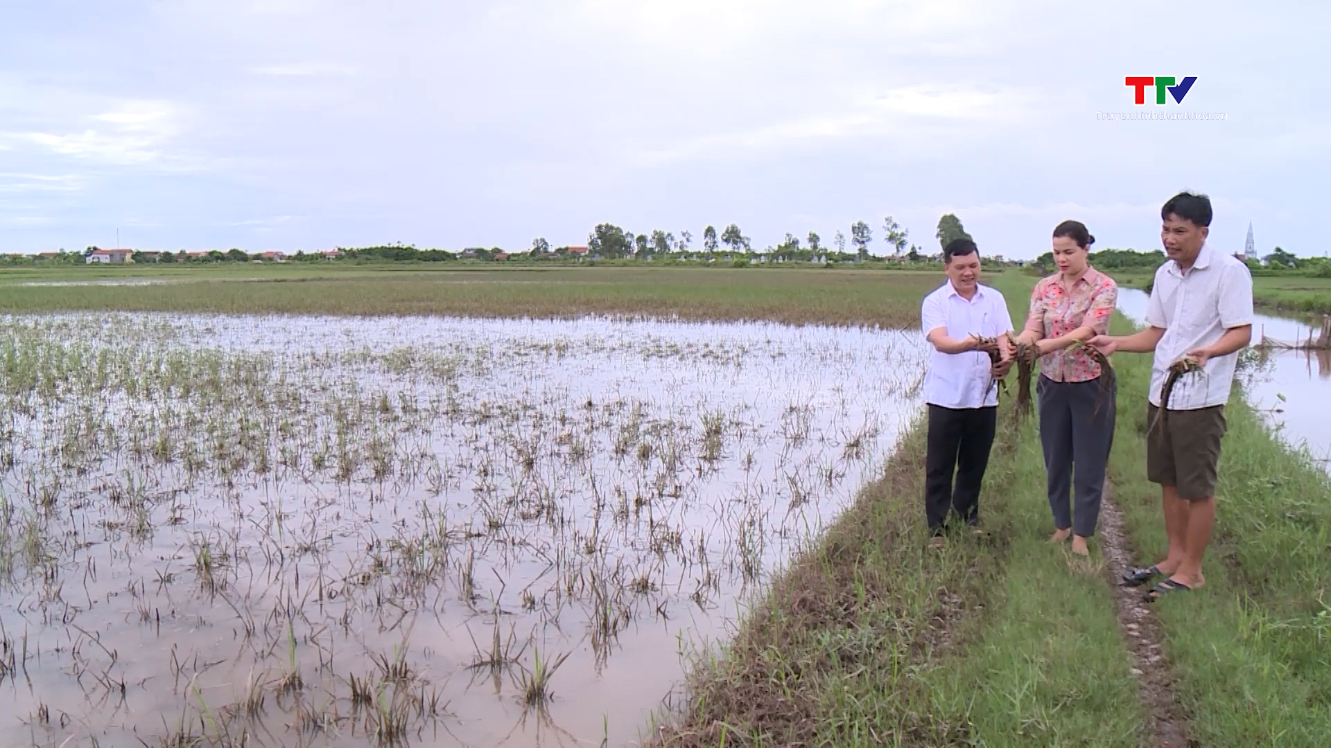 Nhiều diện tích lúa ở huyện Nga Sơn bị ngập và hư hỏng- Ảnh 1.