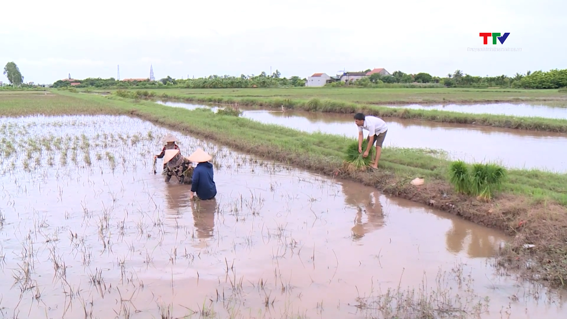 Nhiều diện tích lúa ở huyện Nga Sơn bị ngập và hư hỏng- Ảnh 4.