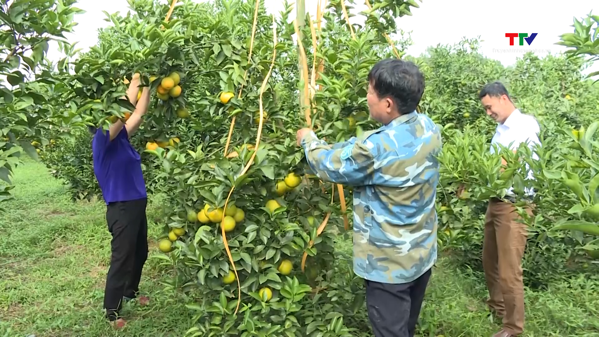 Phát huy vai trò hợp tác xã trong sản xuất nông nghiệp hàng hóa tập trung- Ảnh 5.