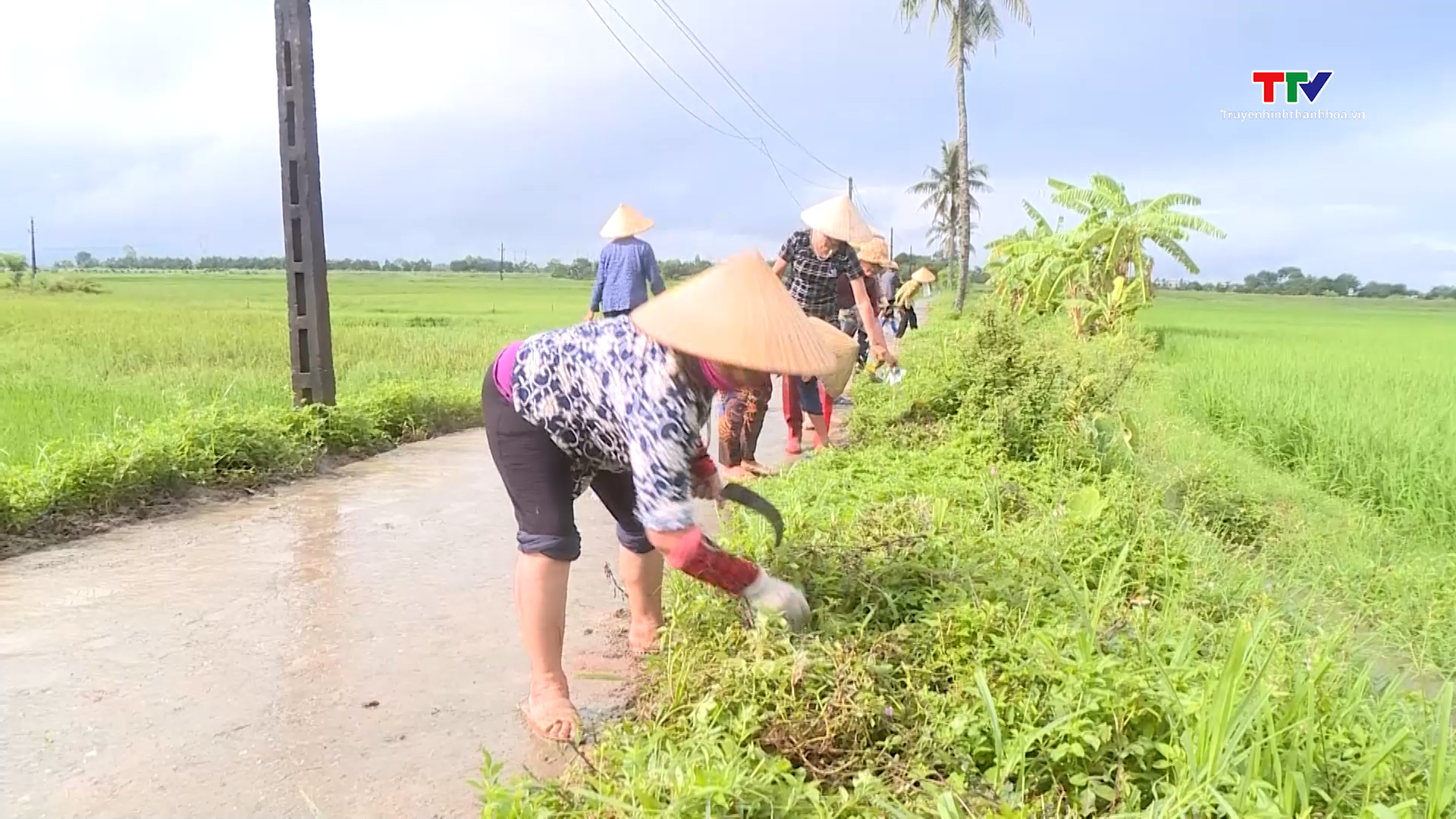 Đảm bảo môi trường trong sản xuất nông nghiệp- Ảnh 2.