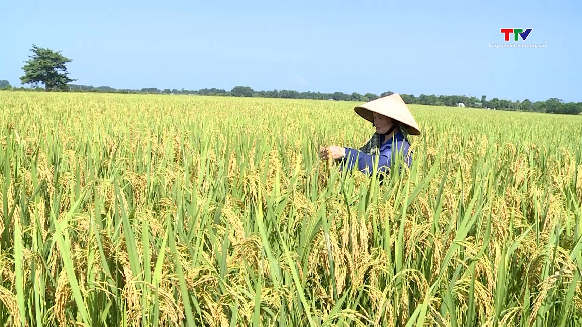 Phát triển lúa hữu cơ, hướng đi bền vững cho sản xuất nông nghiệp- Ảnh 1.