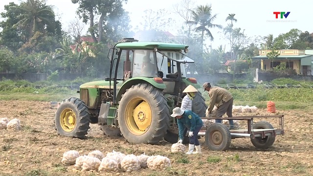 Thanh Hóa có 80.000 ha cây trồng sản xuất tập trung gắn với liên kết sản xuất, bao tiêu sản phẩm- Ảnh 1.