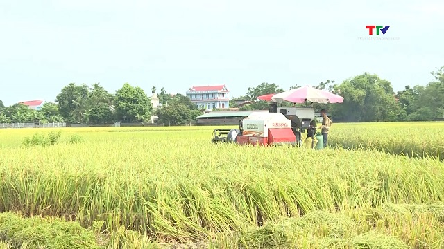 Thanh Hóa: Năng suất lúa mùa đạt 56 tạ/ha- Ảnh 1.