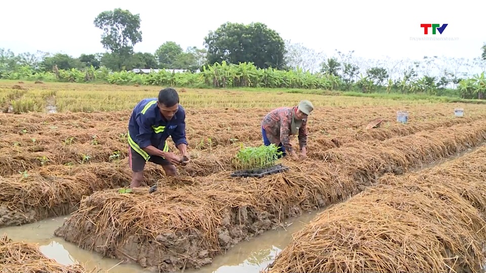 Chủ động các phương án bảo vệ sản xuất nông nghiệp- Ảnh 1.