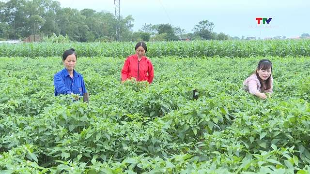 Thanh Hóa có 7.000 ha cây màu liên kết sản xuất, bao tiêu sản phẩm- Ảnh 1.