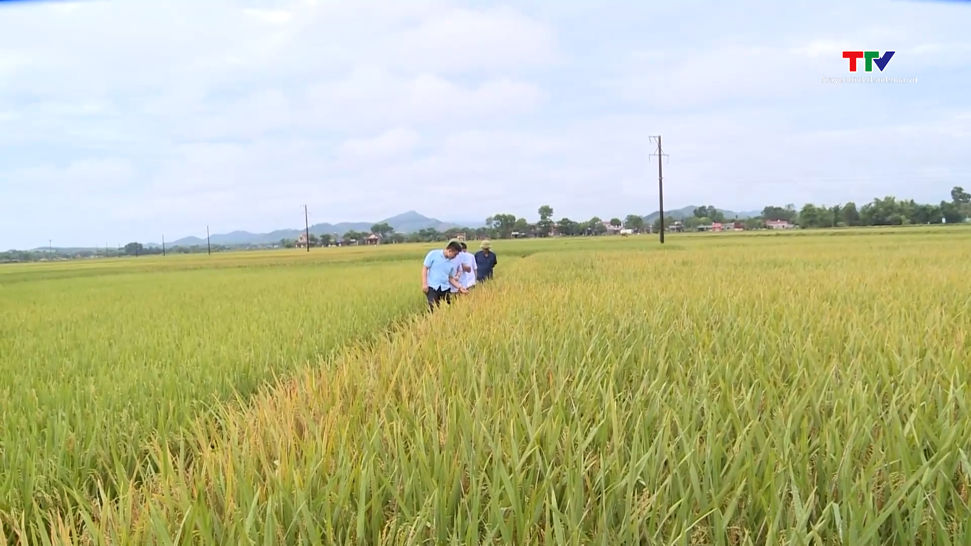 Nguồn giống cây trồng đang thiếu hụt rất lớn- Ảnh 1.