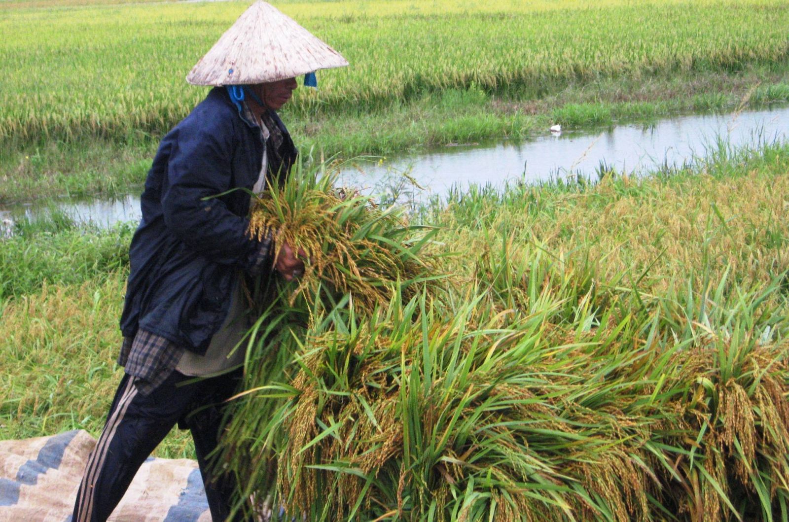 
Khẩn trương chỉ đạo thu hoạch cây trồng vụ Thu mùa để ứng phó với bão- Ảnh 1.