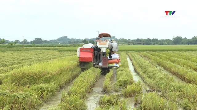 Tập trung tiêu nước bảo vệ lúa và cây trồng trước ảnh hưởng bão số 3- Ảnh 1.