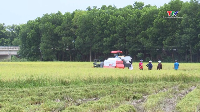 Nông dân huyện Thọ Xuân khẩn trương gặt lúa mùa tránh bão- Ảnh 1.