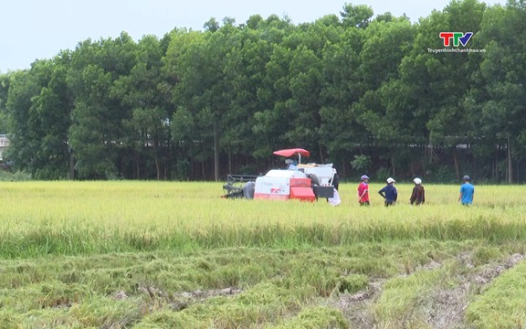 Nông dân huyện Thọ Xuân khẩn trương gặt lúa mùa tránh bão