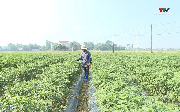 Thiệu Hóa: Gần 1.400 ha cây trồng được liên kết sản xuất, bao tiêu sản phẩm
