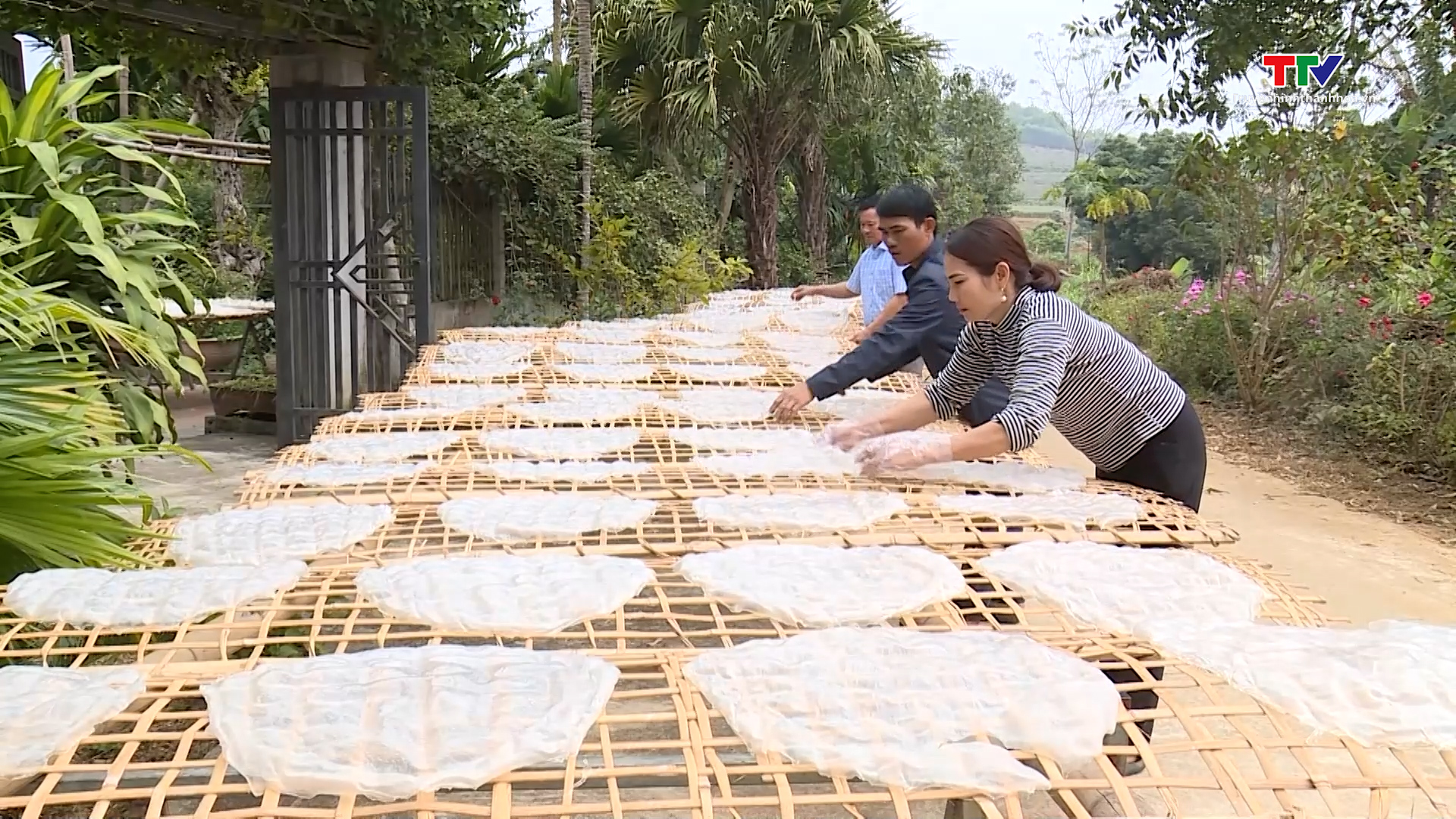 Ngọc Lặc: Sản xuất bánh canh dong phục vụ Tết- Ảnh 1.