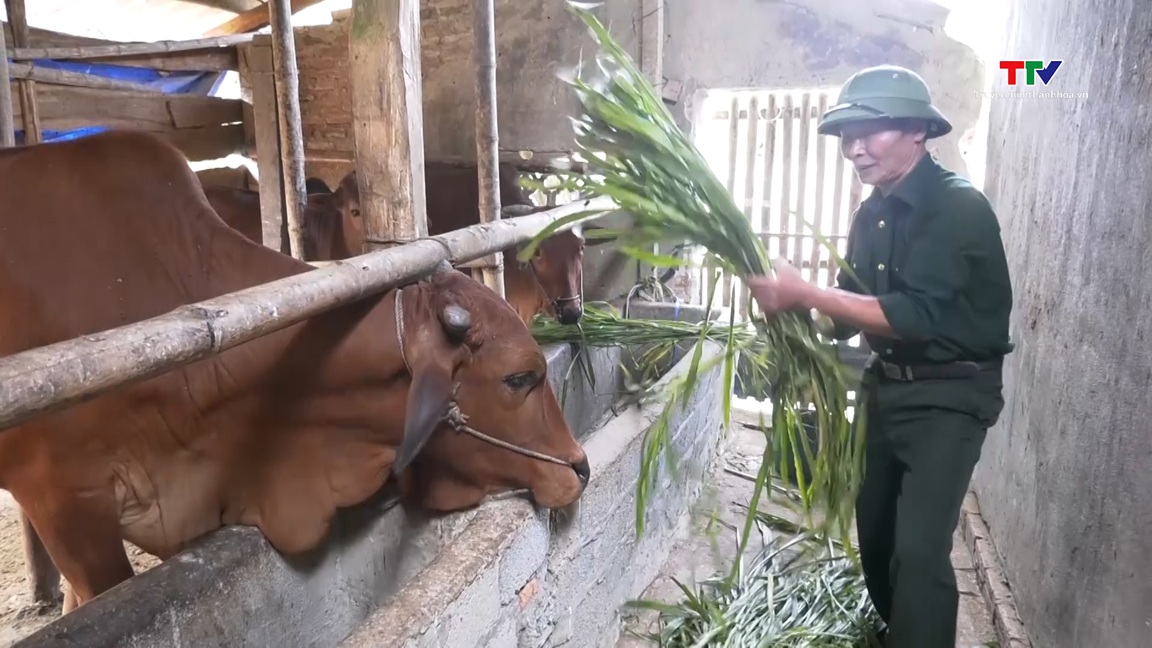 Thường Xuân chủ động phòng chống đói rét cho trâu, bò- Ảnh 1.