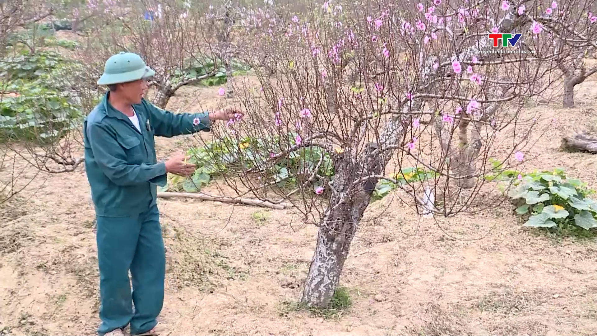 Nông dân xã Thọ Tân, huyện Triệu Sơn thu nhập cao từ cây đào- Ảnh 3.