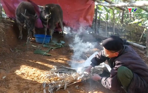 Người dân vùng cao Lang Chánh chủ động phòng chống rét cho trâu bò