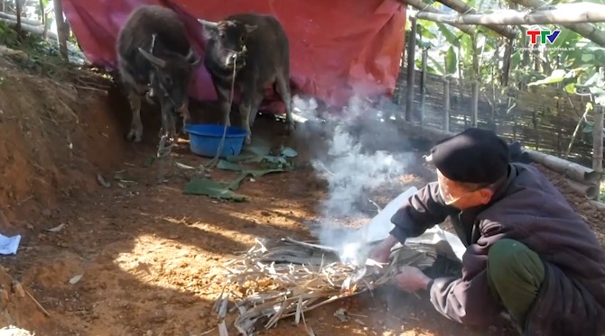 Người dân vùng cao Lang Chánh chủ động phòng chống rét cho trâu bò- Ảnh 1.