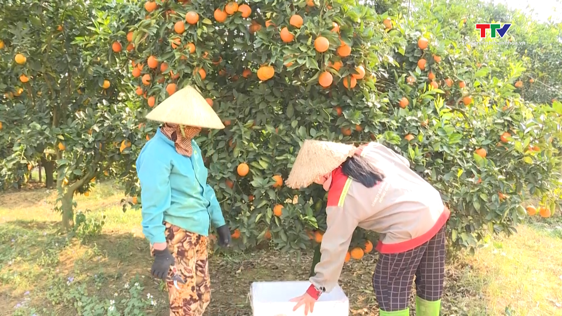 Bá Thước: Nông dân làm giàu từ cây cam- Ảnh 1.