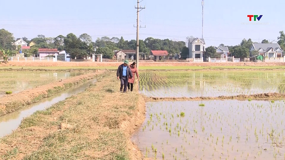 Tập trung chăm sóc mạ và lúa mới cấy- Ảnh 3.