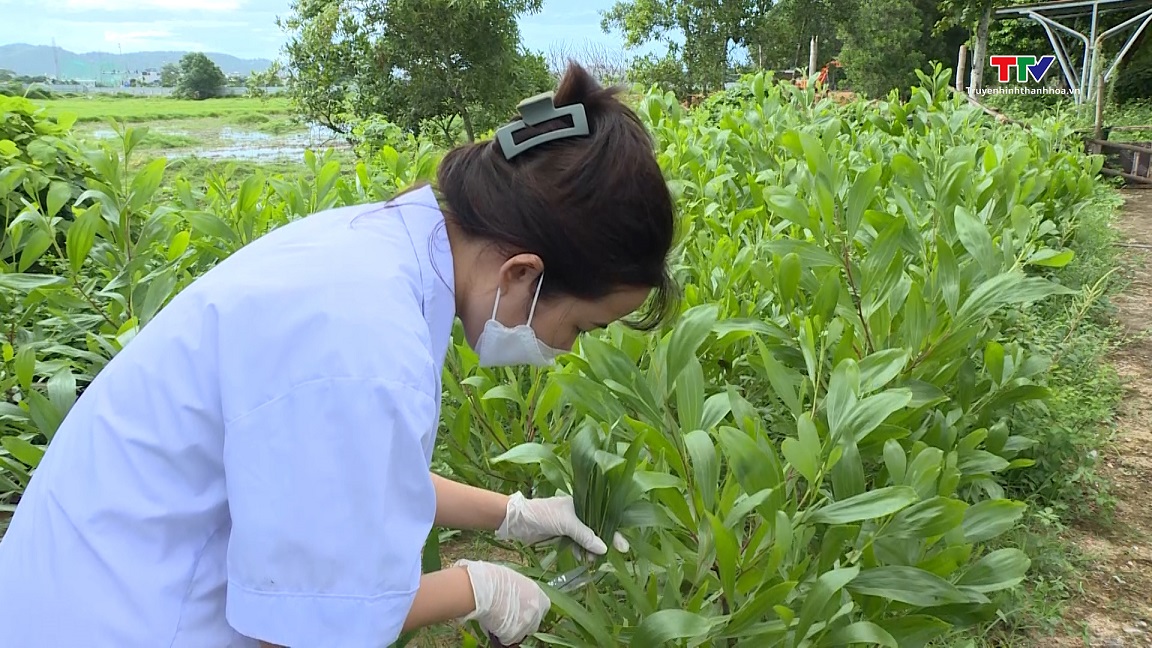 Nghiên cứu, chuyển giao kỹ thuật thâm canh cây trồng mới phục vụ sản xuất nông nghiệp- Ảnh 6.