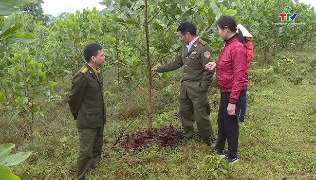 Phát triển rừng gắn với xây dựng chứng chỉ quản lý rừng bền vững FSC- Ảnh 1.