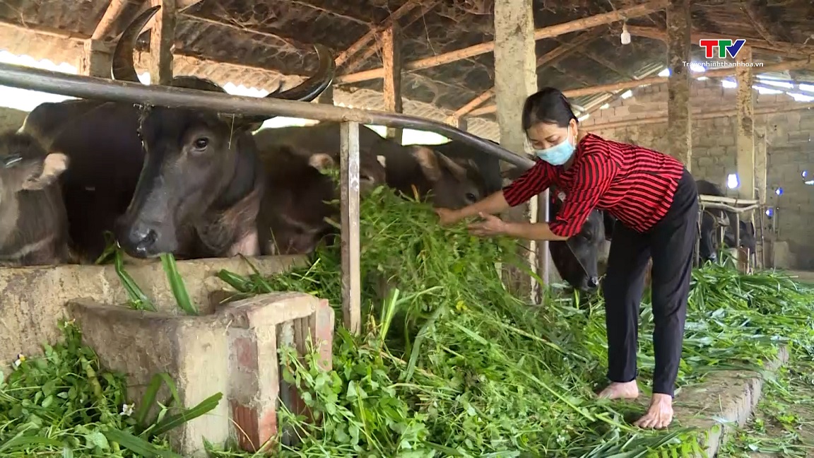 Chăm sóc, bảo vệ đàn trâu, bò trong những ngày rét đậm, rét hại - Ảnh 4.